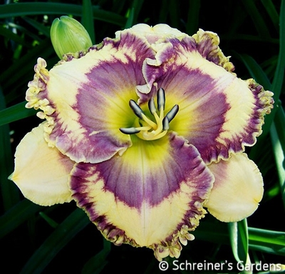 Avalon Bay|Maryott Daylilies