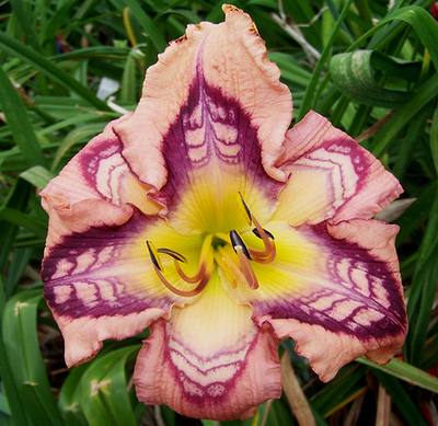Avalon Bay|Maryott Daylilies