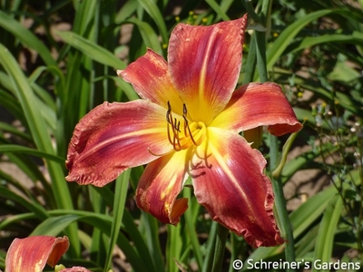 Avalon Bay|Maryott Daylilies