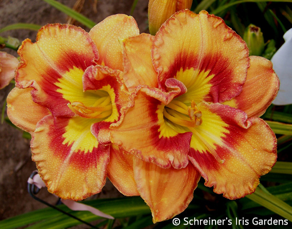 Axiom | Daylily Catalog