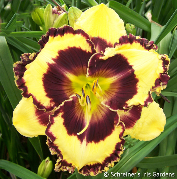 Bach Cantata | Daylily Catalog
