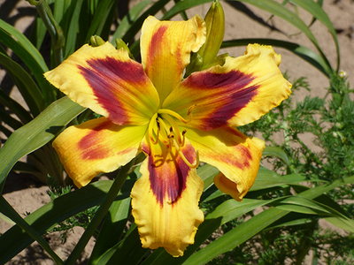 One Hot Mama | Shop Reblooming Daylilies