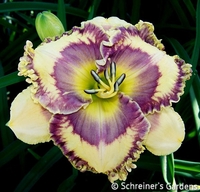 Image Applegate